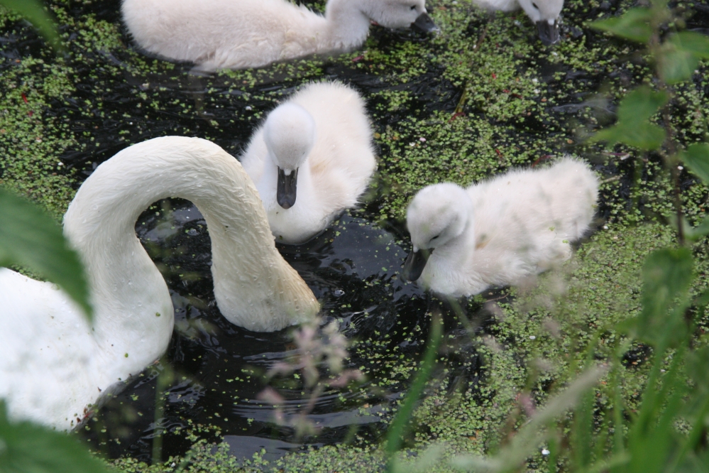 Moeder met kroost