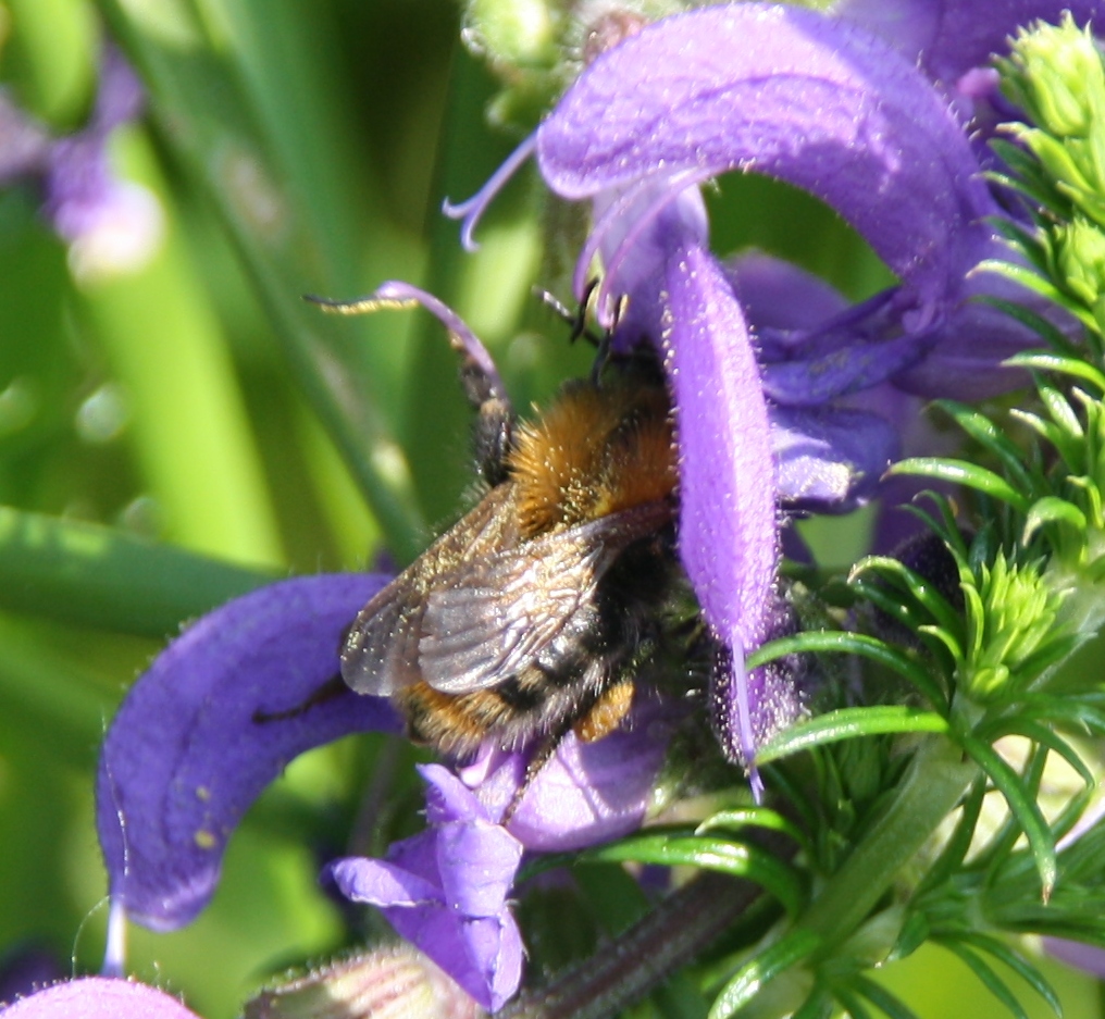 Hommel op bloem