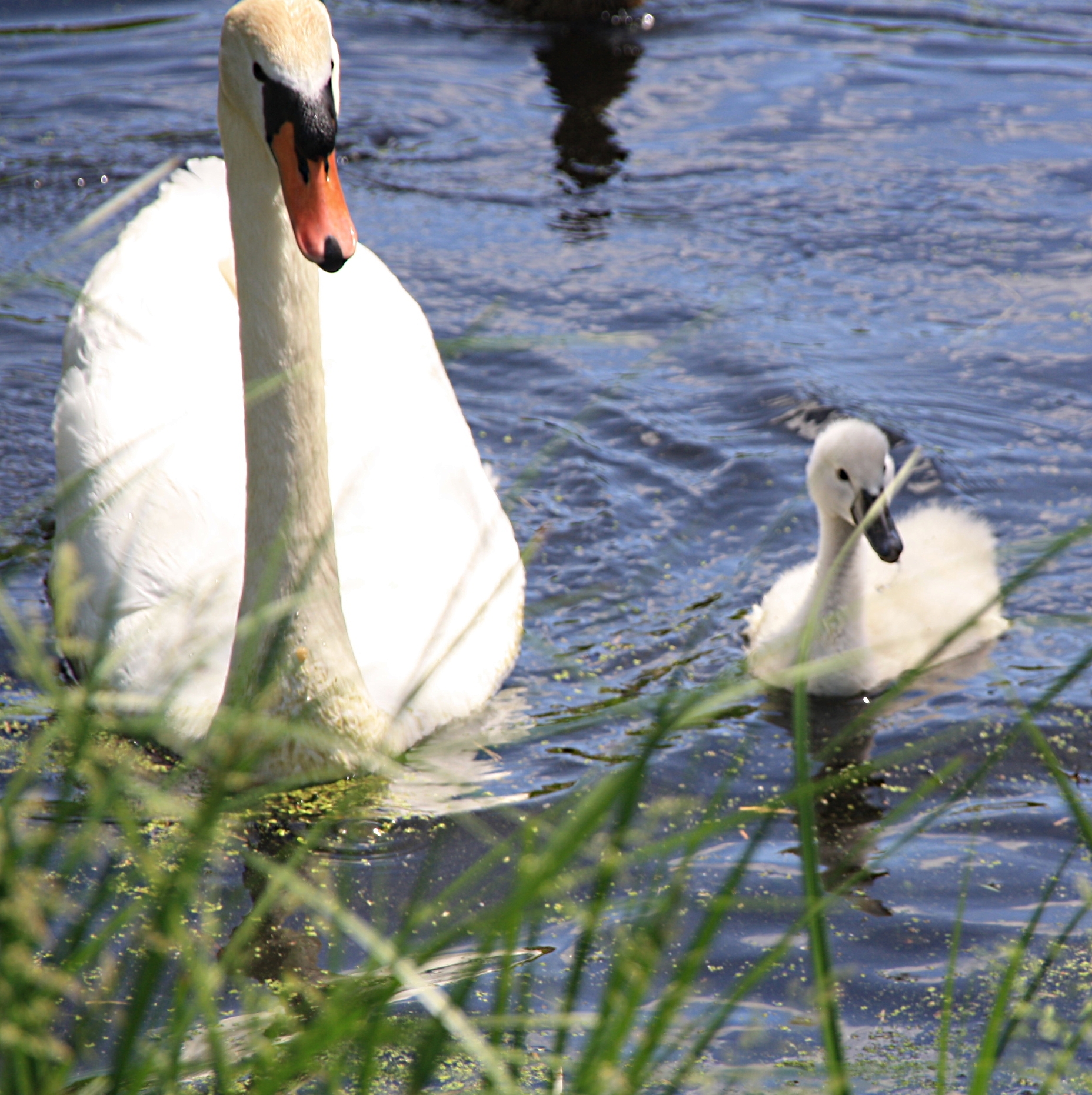 Zwaan met kleintje