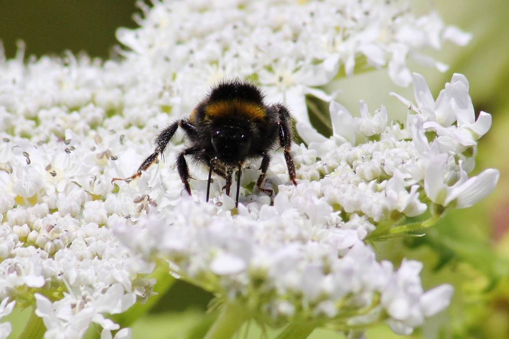 Hommel op Berenklauw