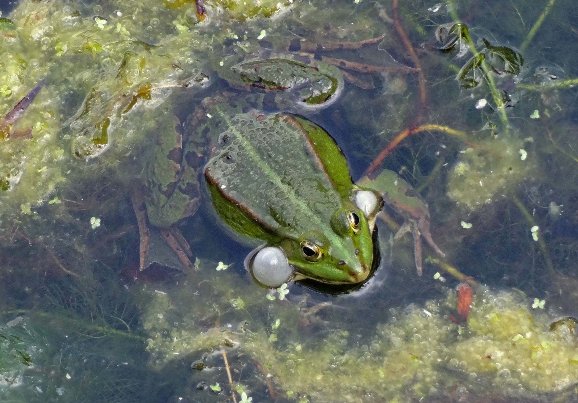 Groene kikker lokt vrouwtjes