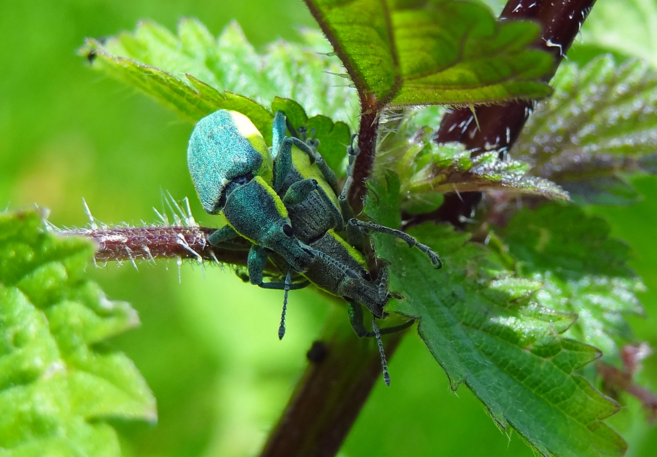 Groene distelsnuitkever