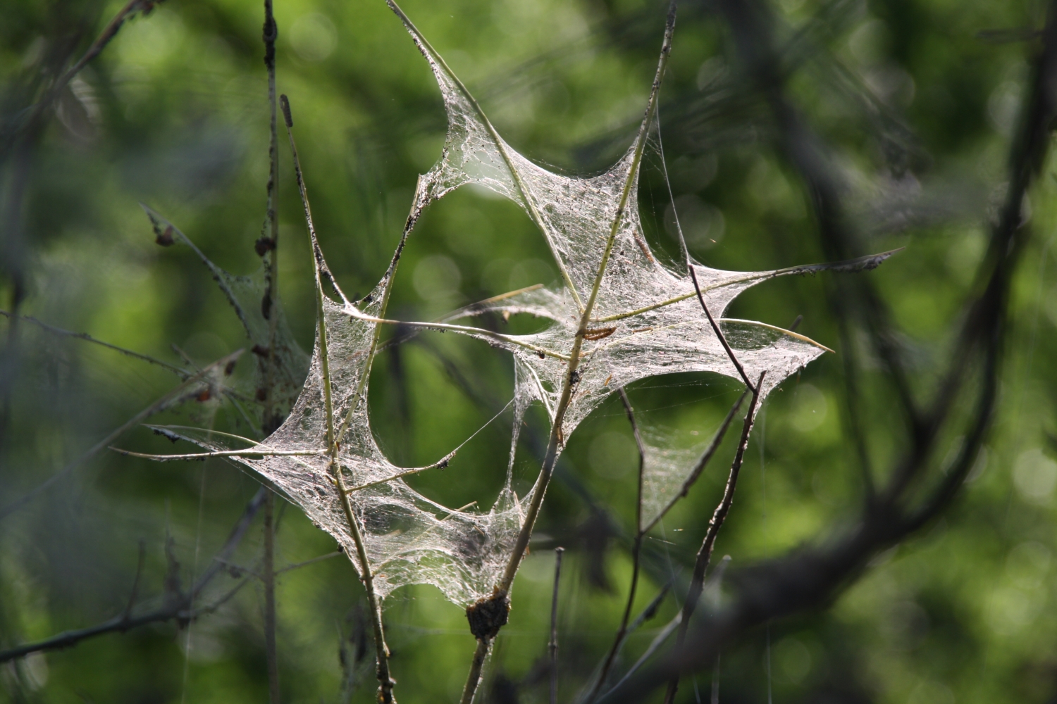 spinrag