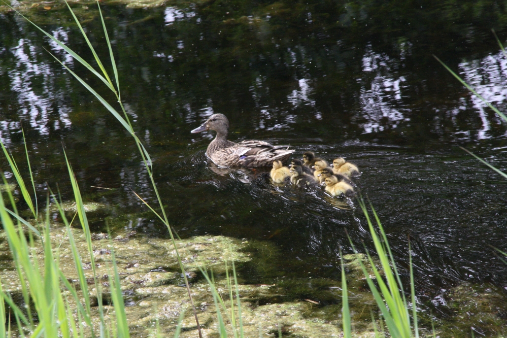 Mama eend met kleintjes