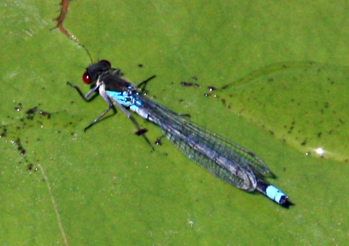 azuurblauwe waterjuffer