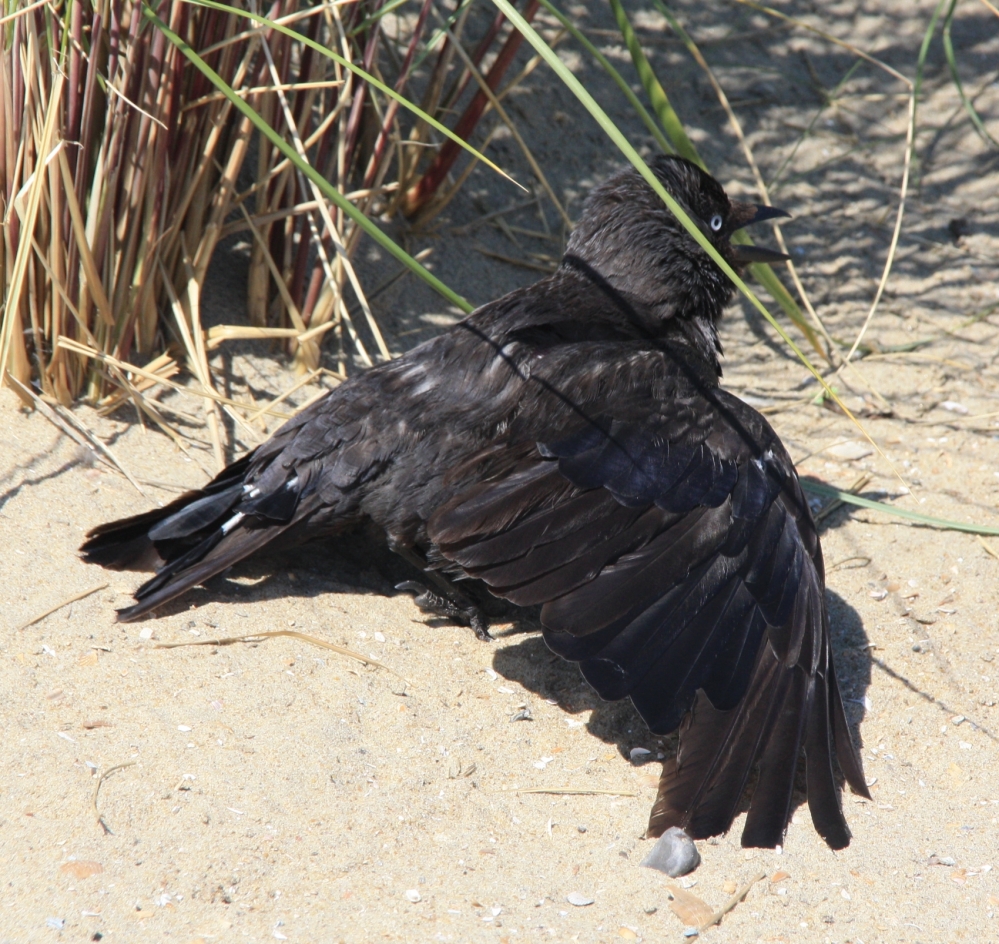 Nee hoor 't leeft...