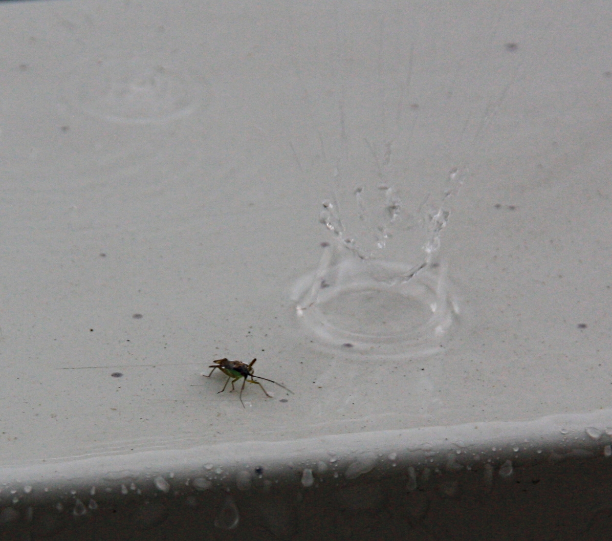 Insect in de regen