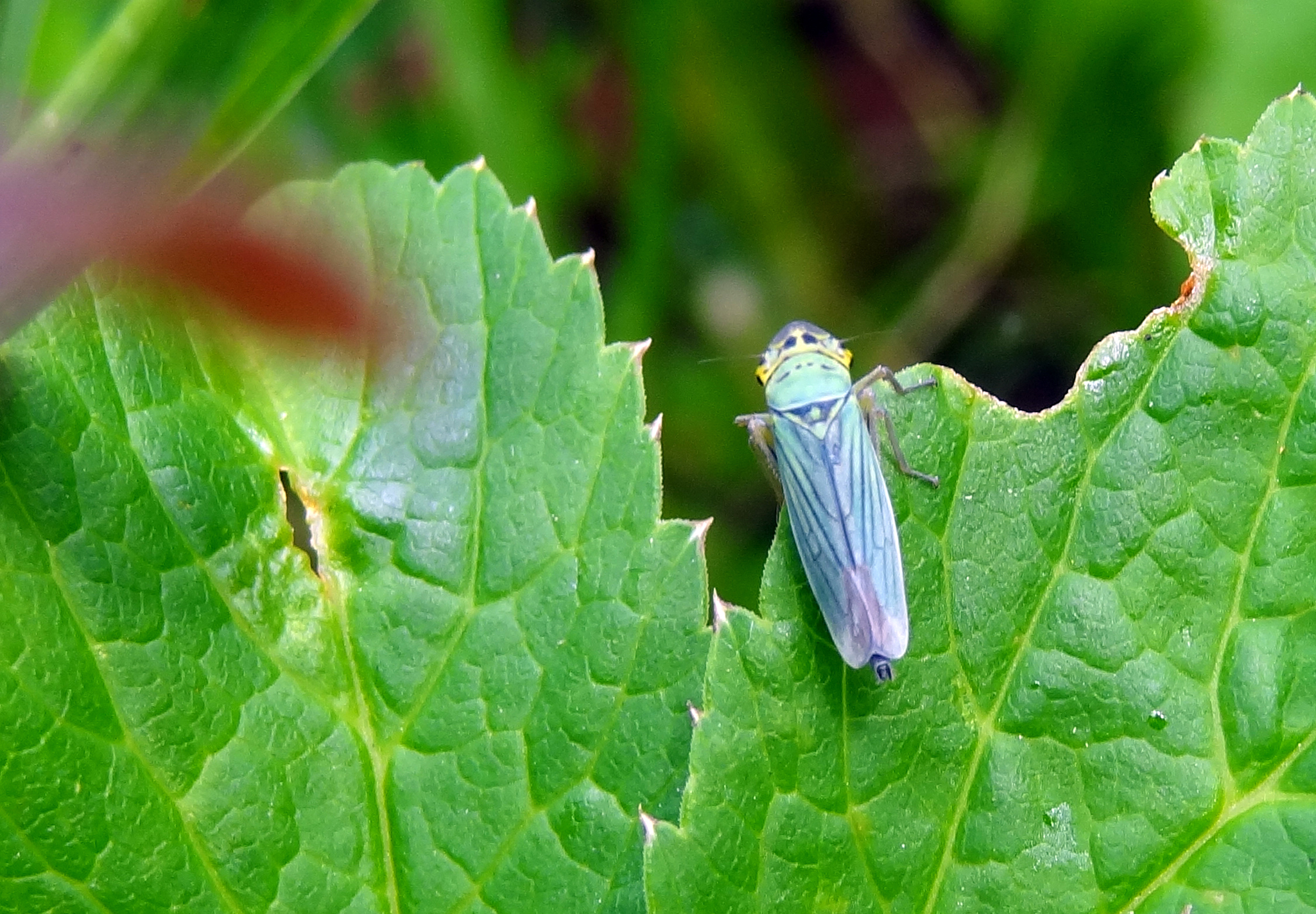 Nimf cicade
