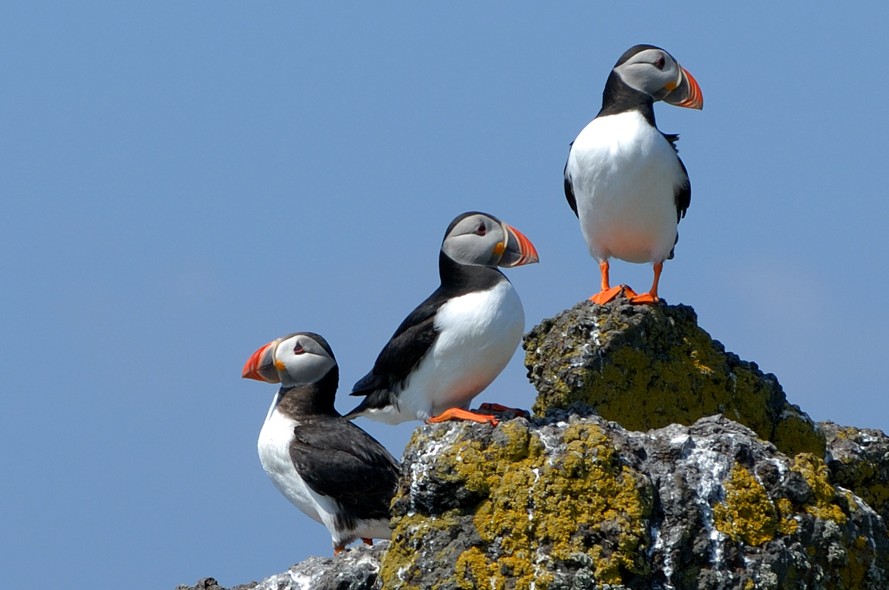 Puffins