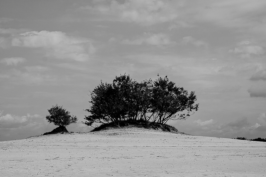 loonse en drunense duinen
