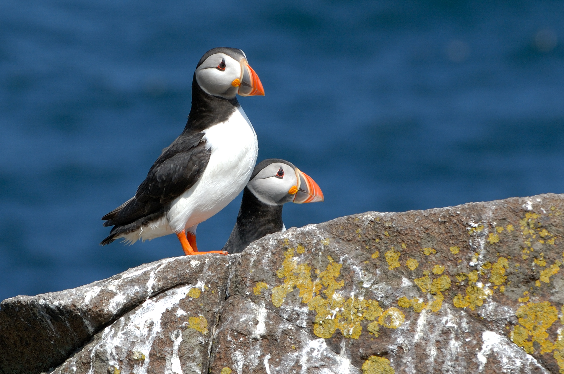 Puffins