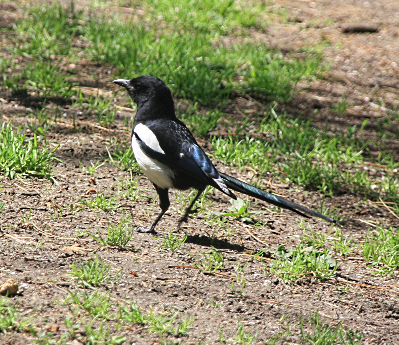 Ekster in de duinen