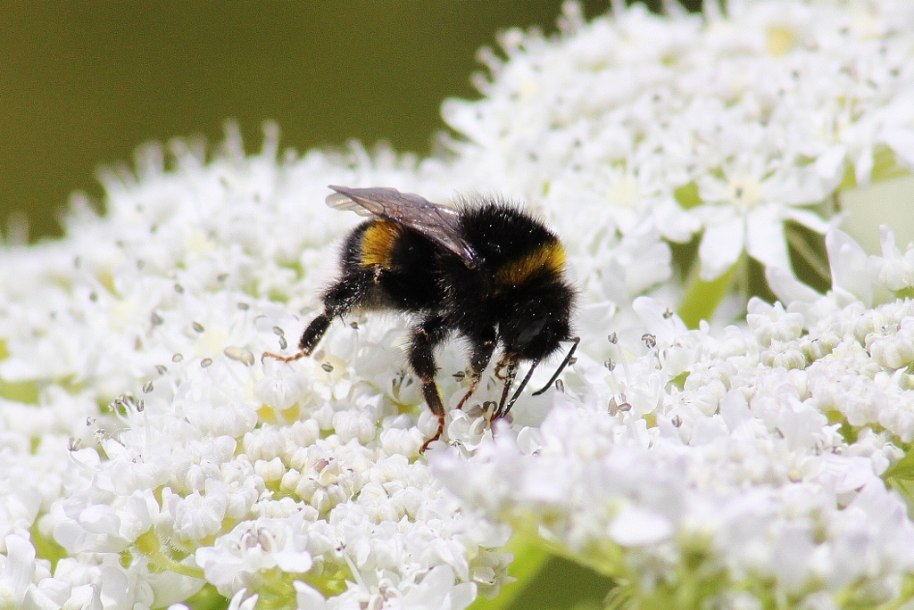 Hommel op Berenklauw