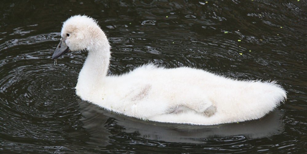 Jonge zwaan goed gegroeid