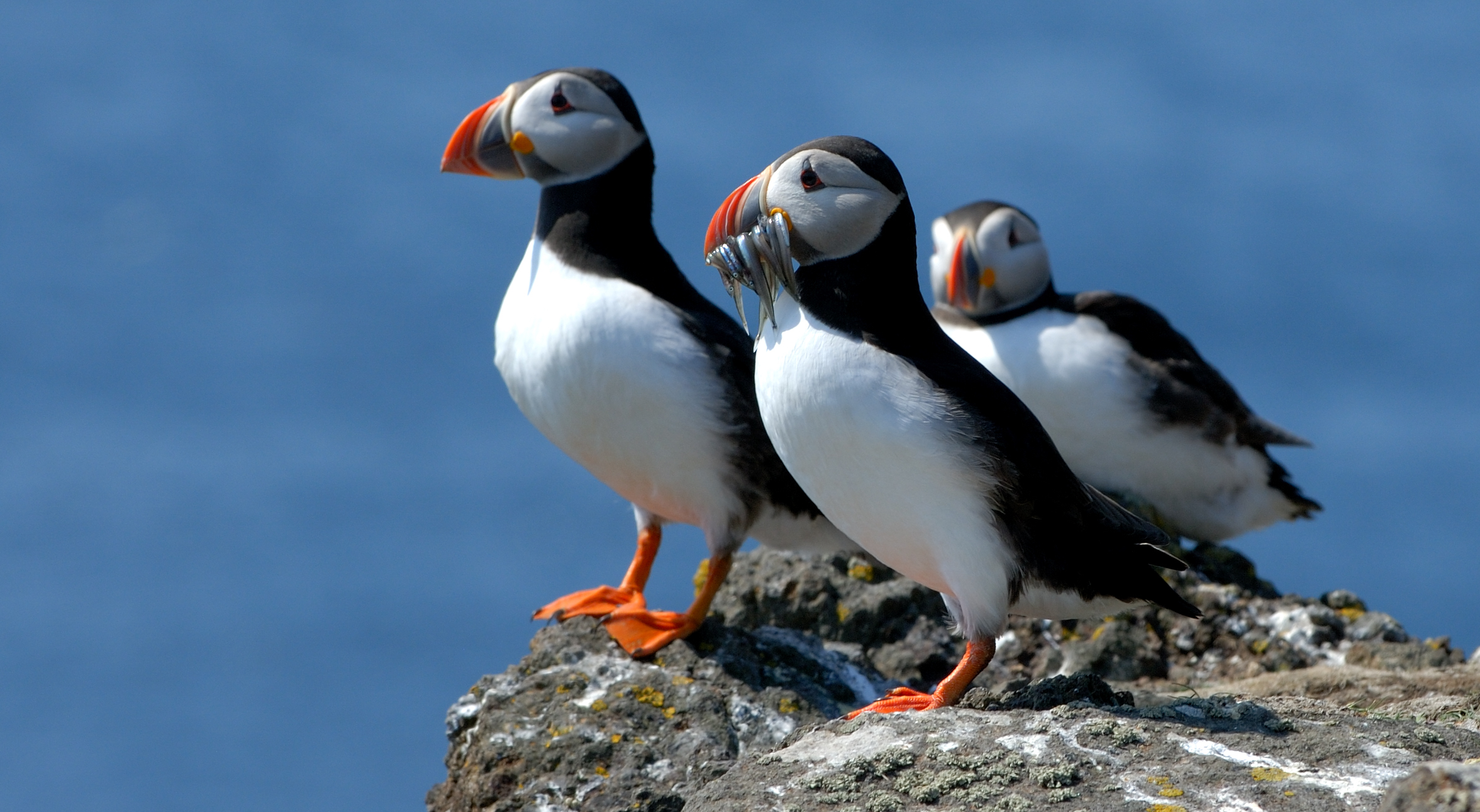 Puffins