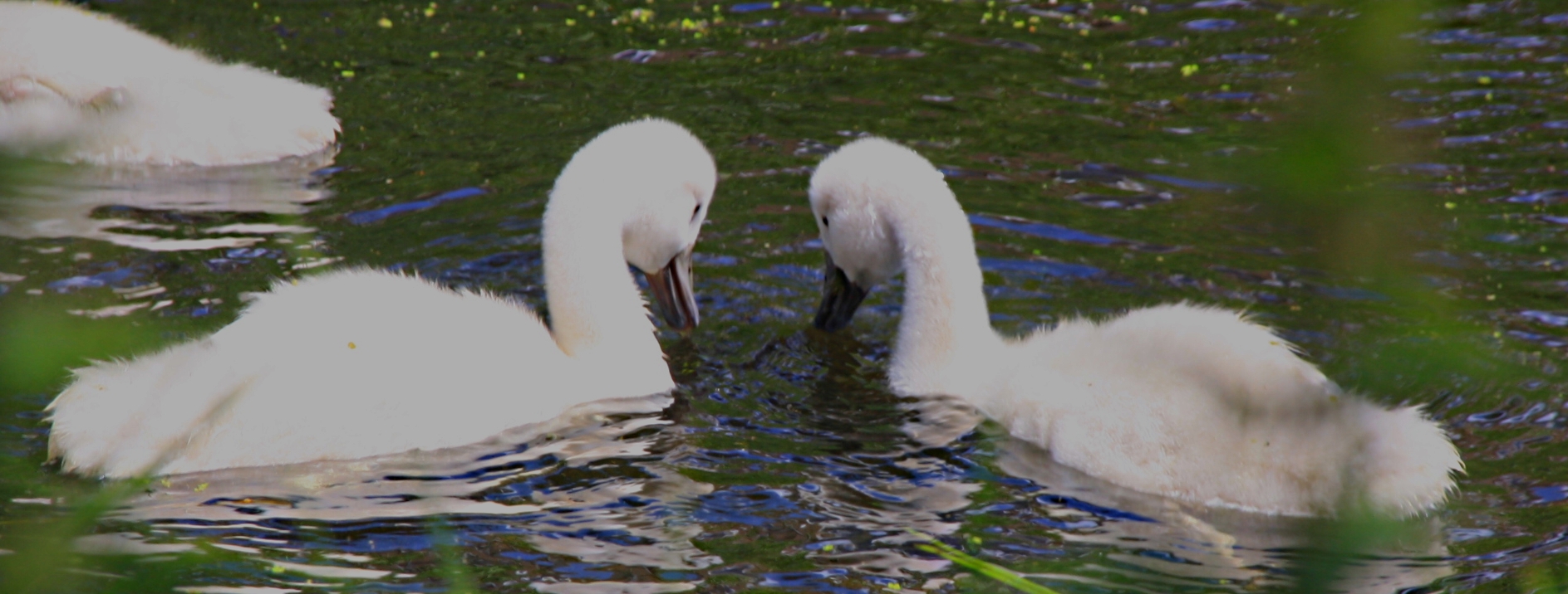 2 zwaantjes
