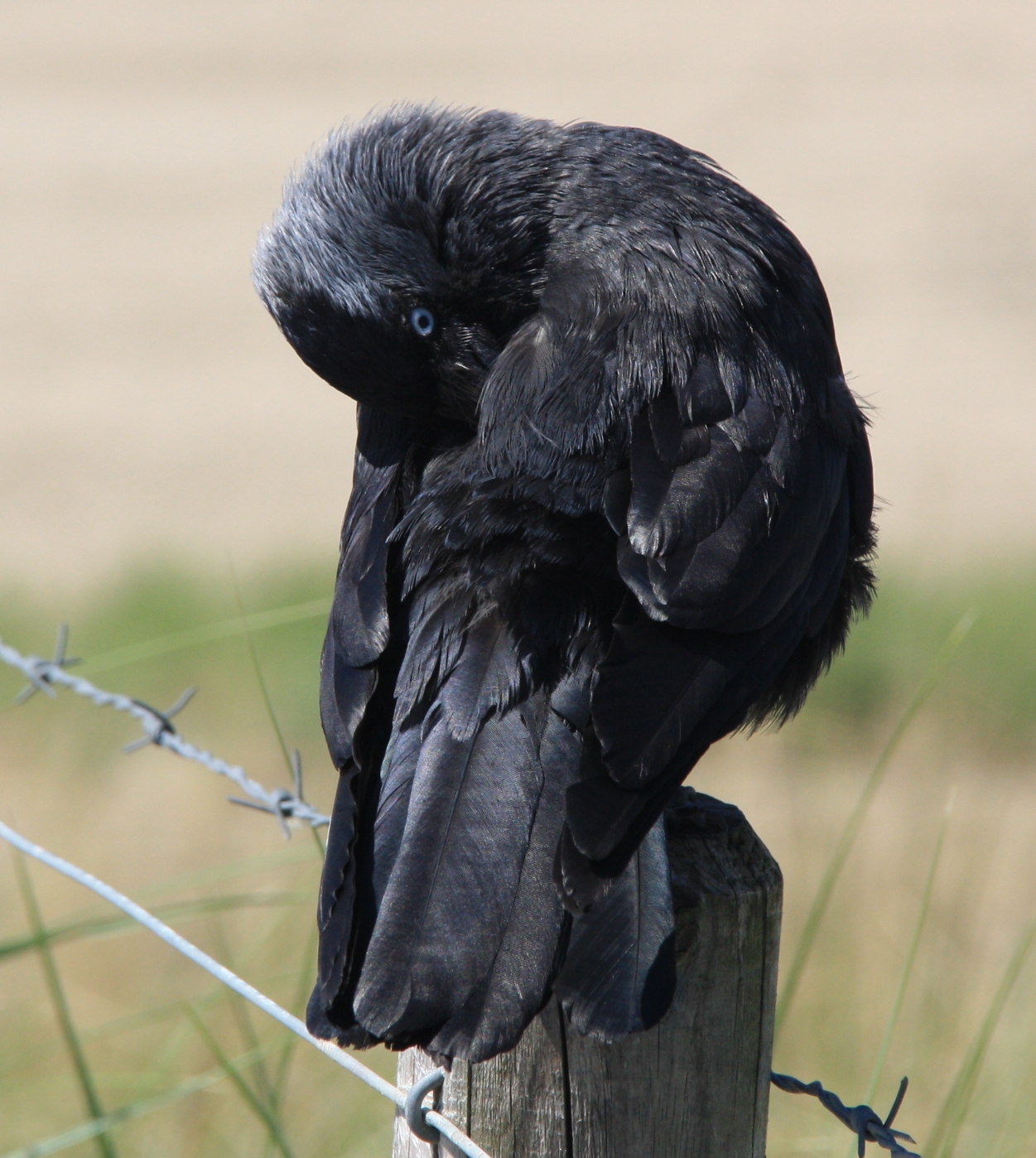 Kauwtje maakt zich mooi