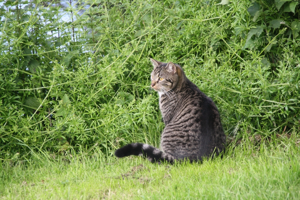 Buurtkat loert...