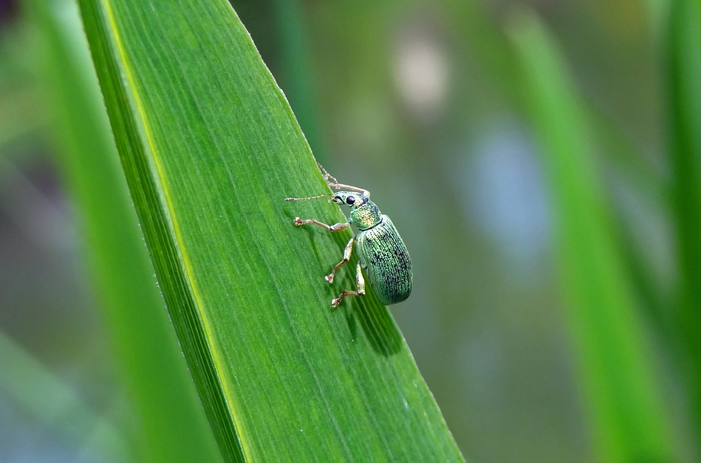 Groene bladsnuitkever op rietstengel
