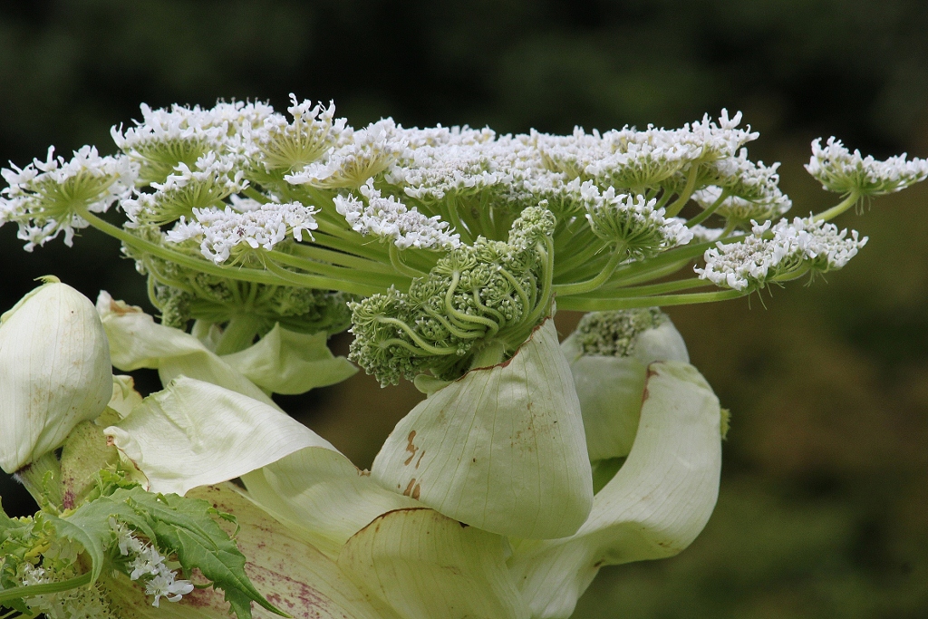 Berenklauw / wal-kwal