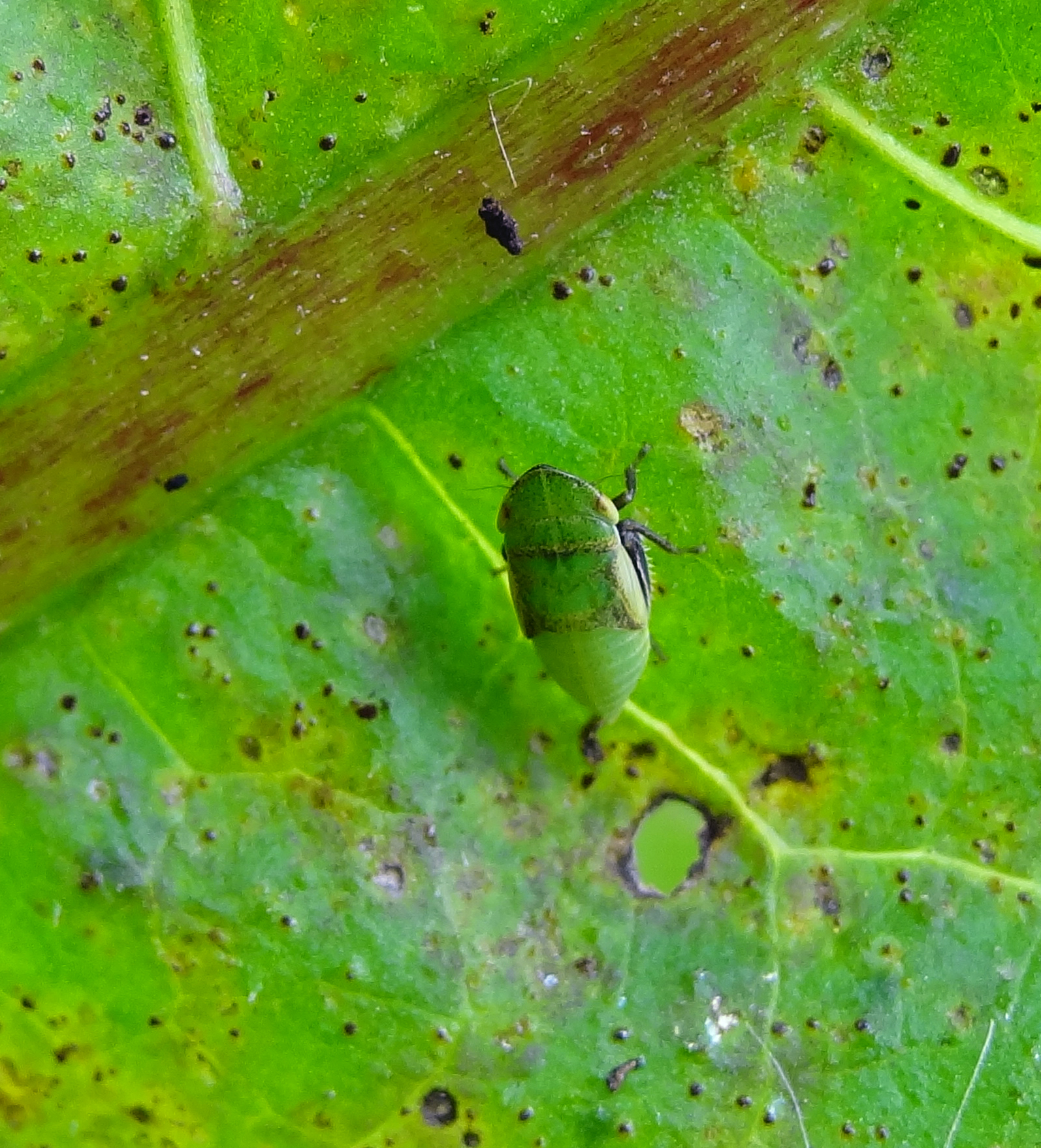 Nimf cicade