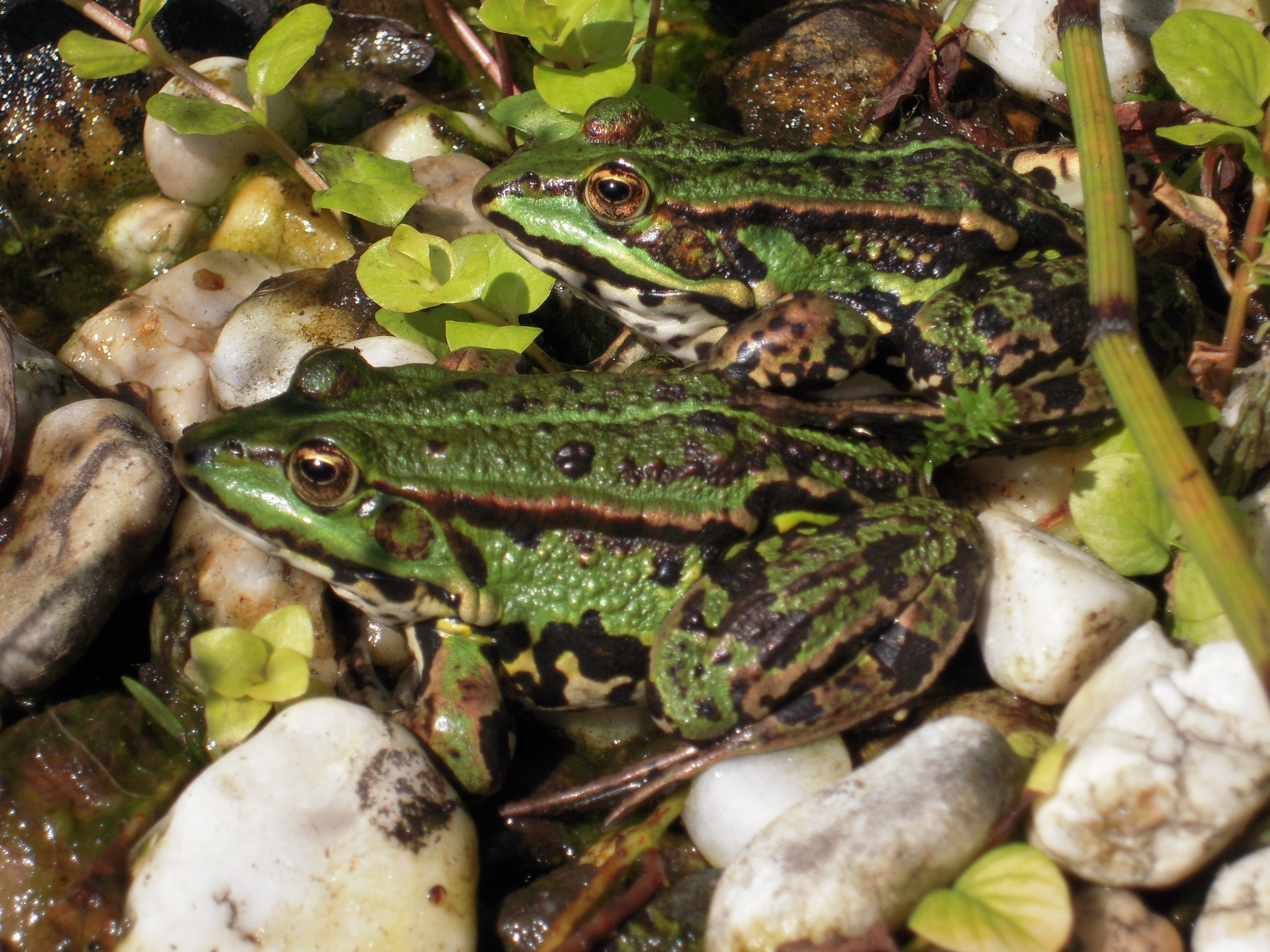 Groene kikkers