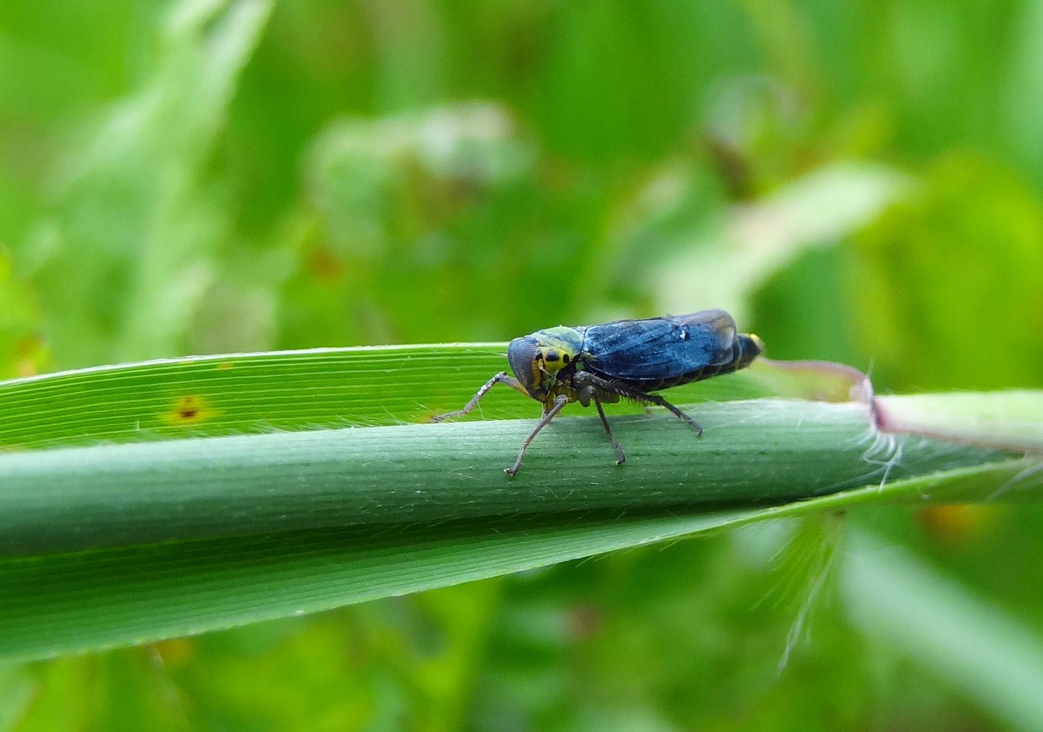 Groene cicade (mannetje)