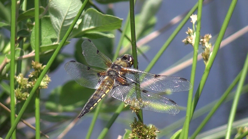 libelle