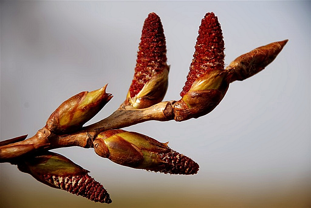 Populierenkatjes...