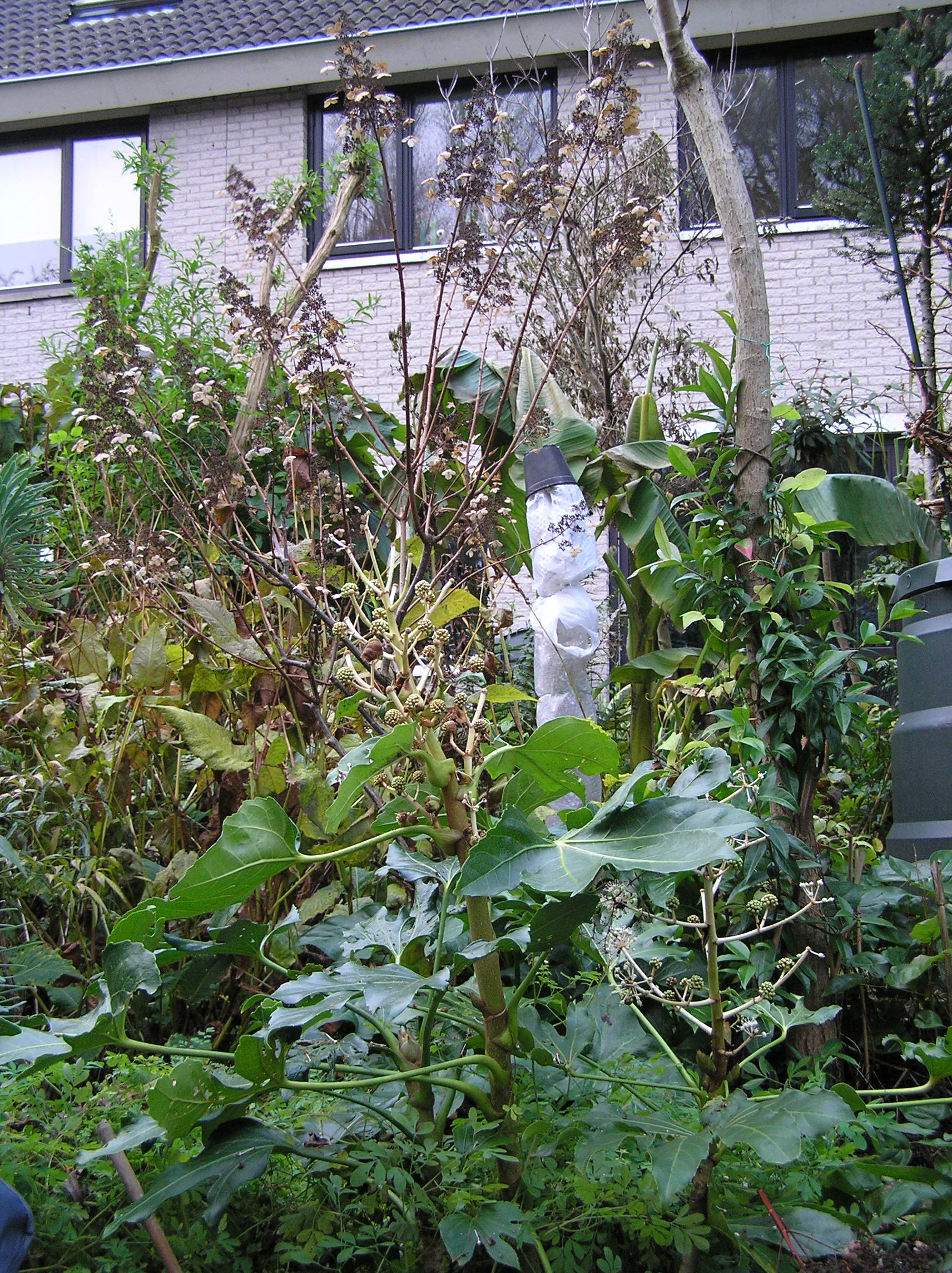 fatsia inbloei