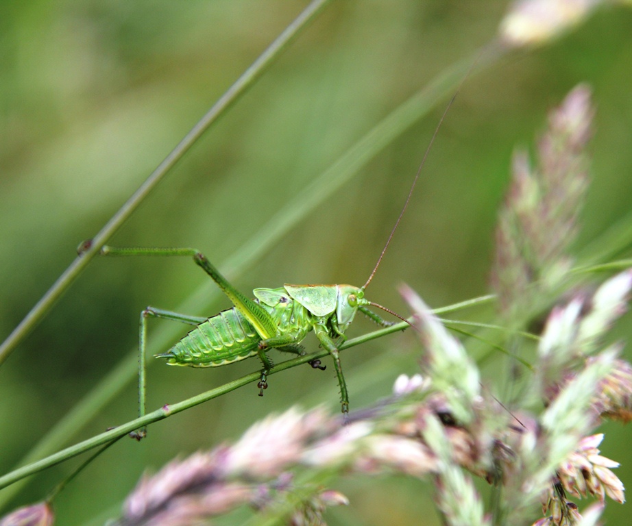 Sprinkhaan
