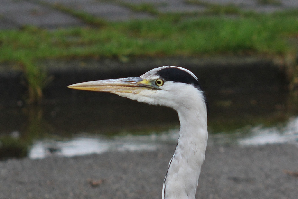 Reiger op de weg...