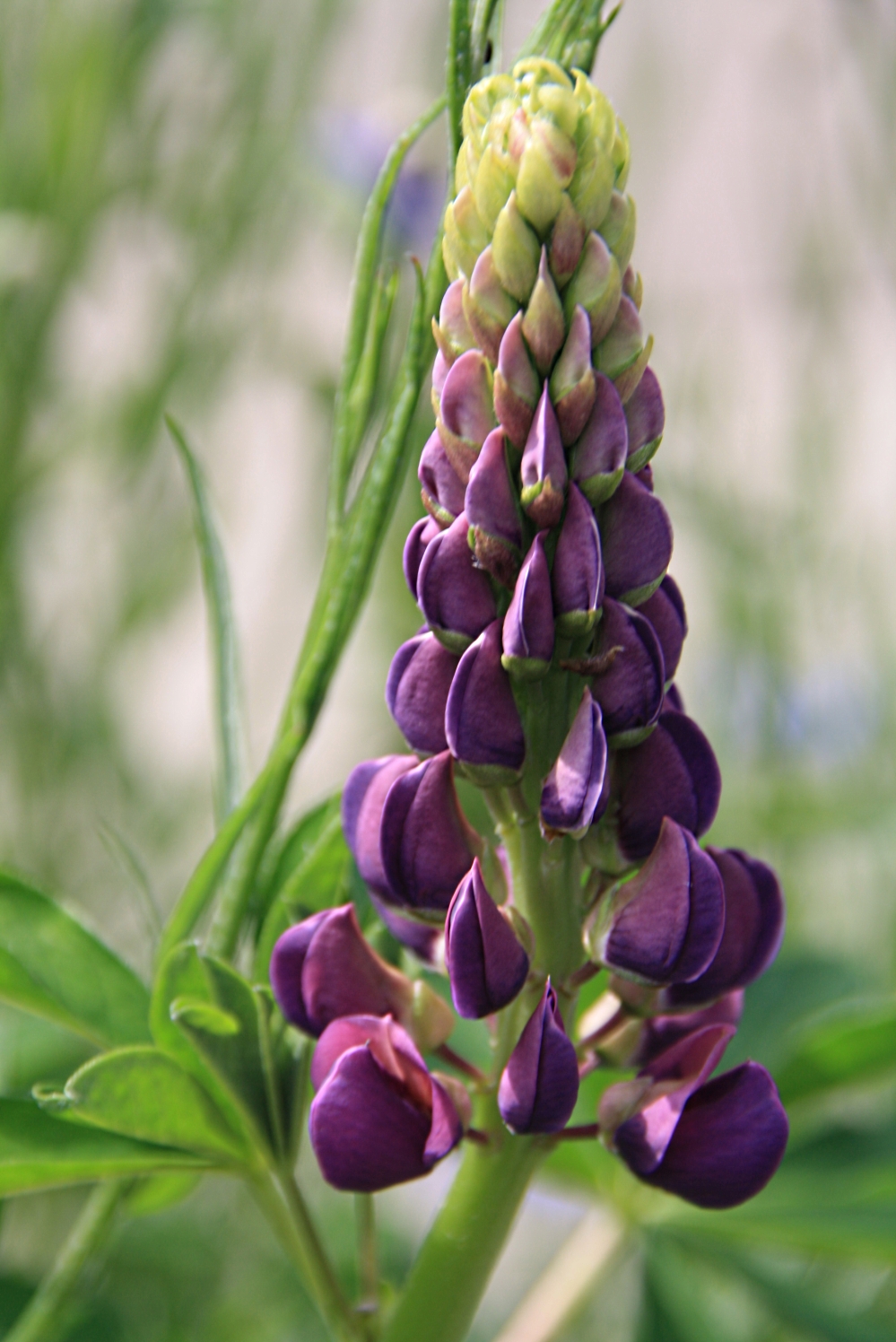 Lupine
