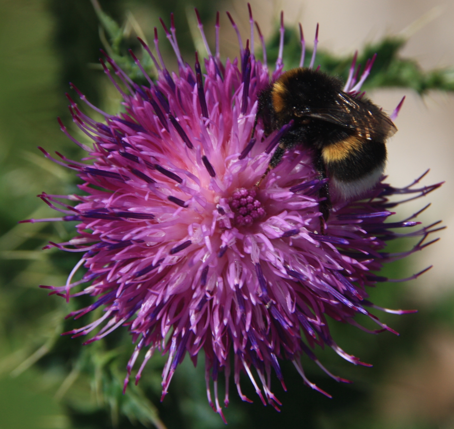 Hommel op distel