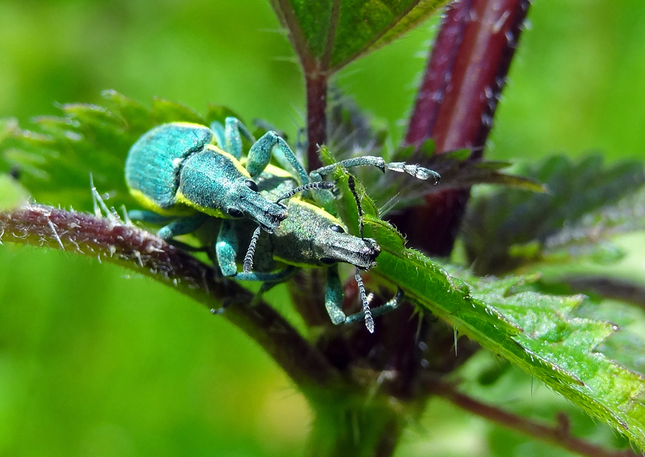Groene distelsnuitkever