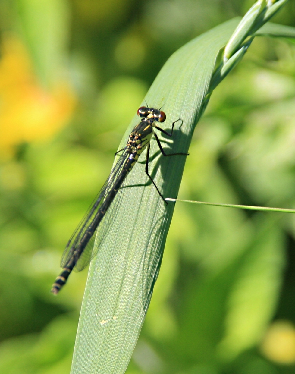 Libelle op plant