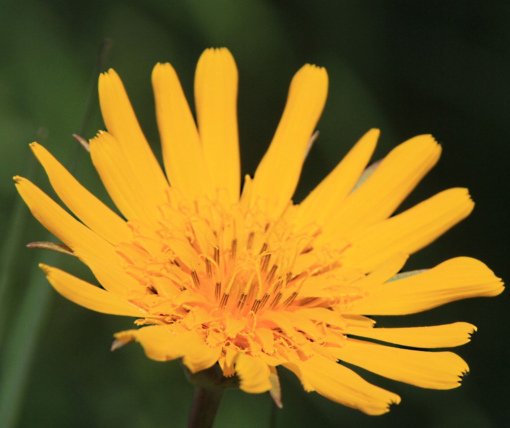 Paardenbloem