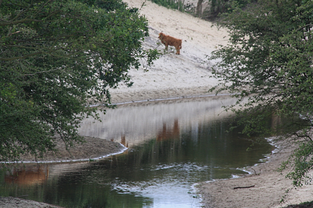 Schotse Hooglanders in Duinen