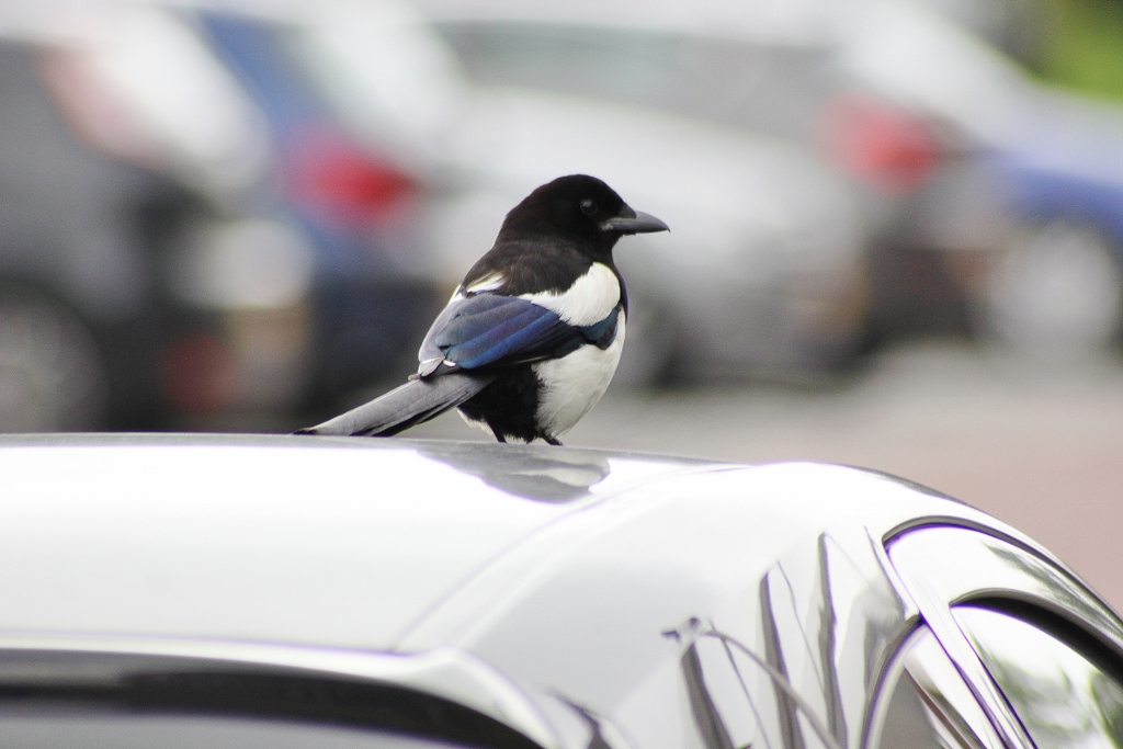 Ekster met glimmertje......