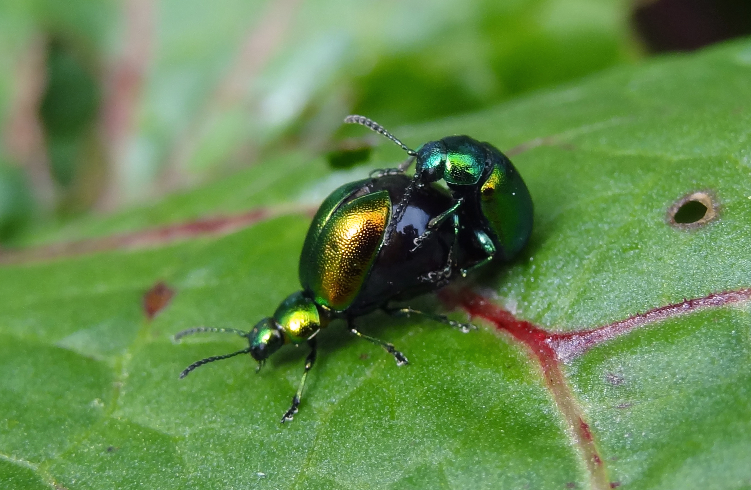 Parende groene...