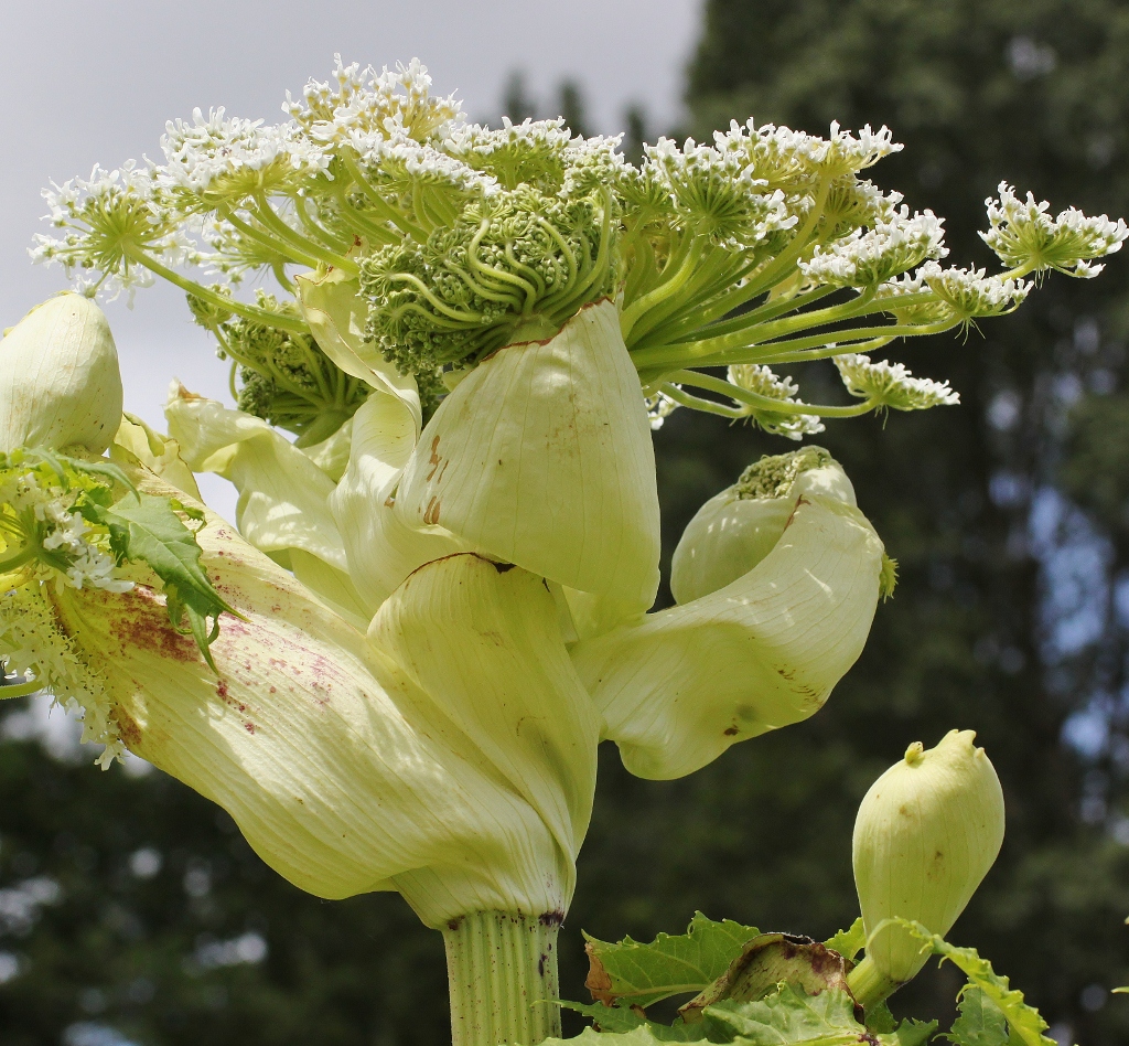 Berenklauw / wal-kwal