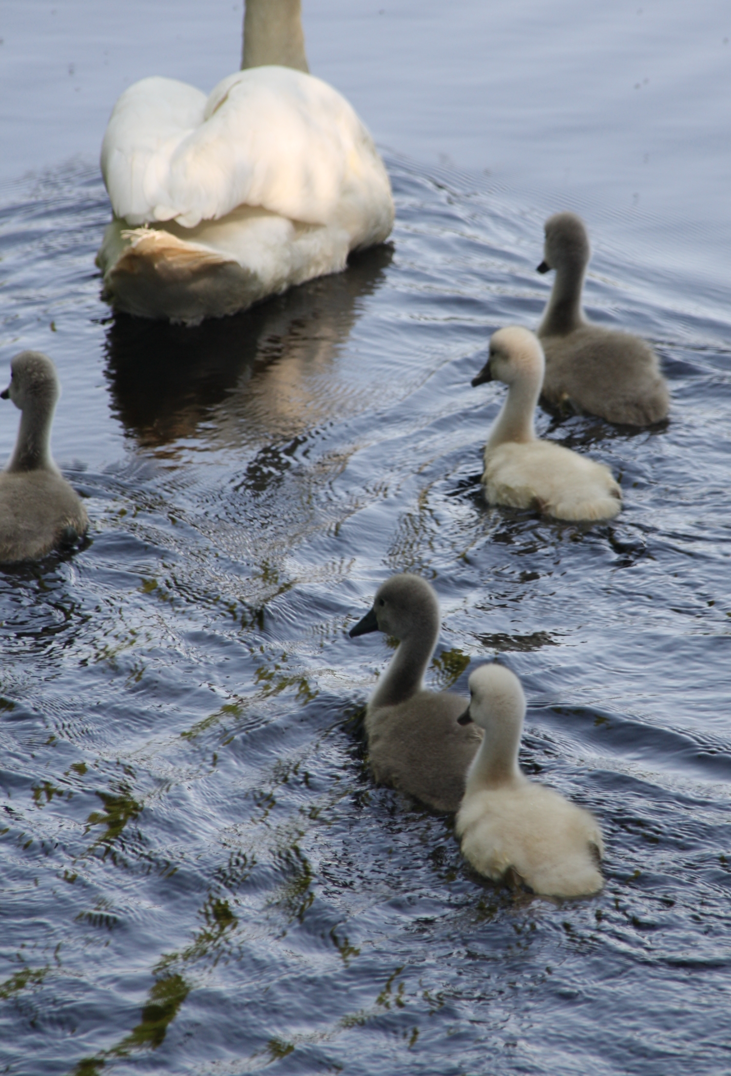 Familie Zwaan
