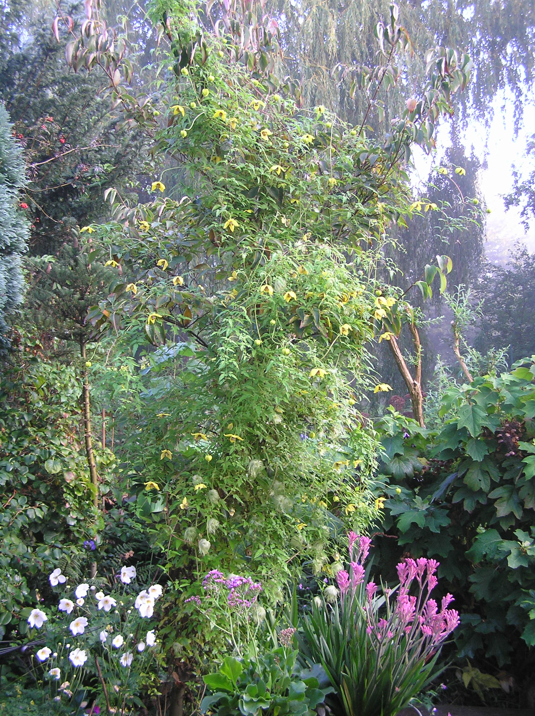 clematis tangutica