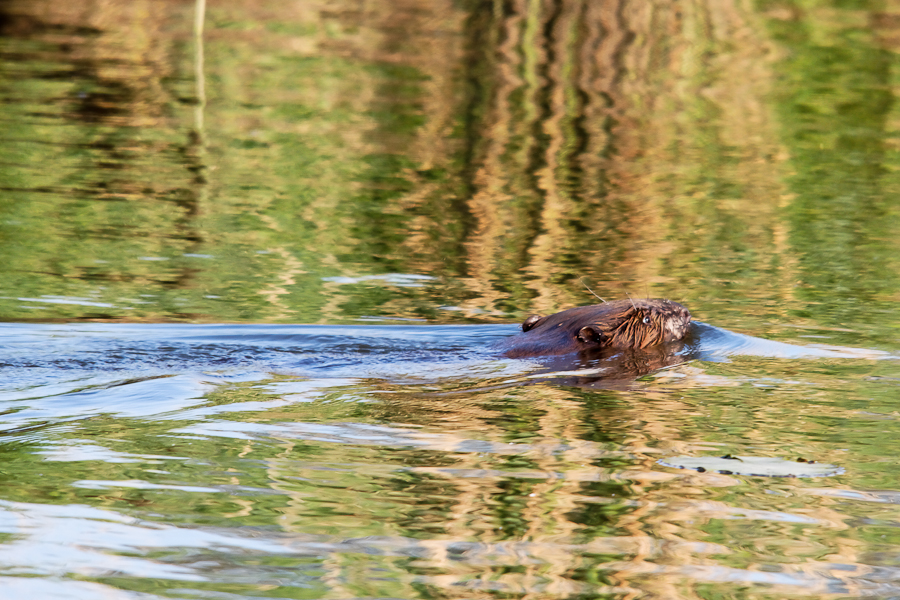bever