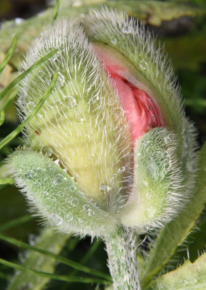 In de knop