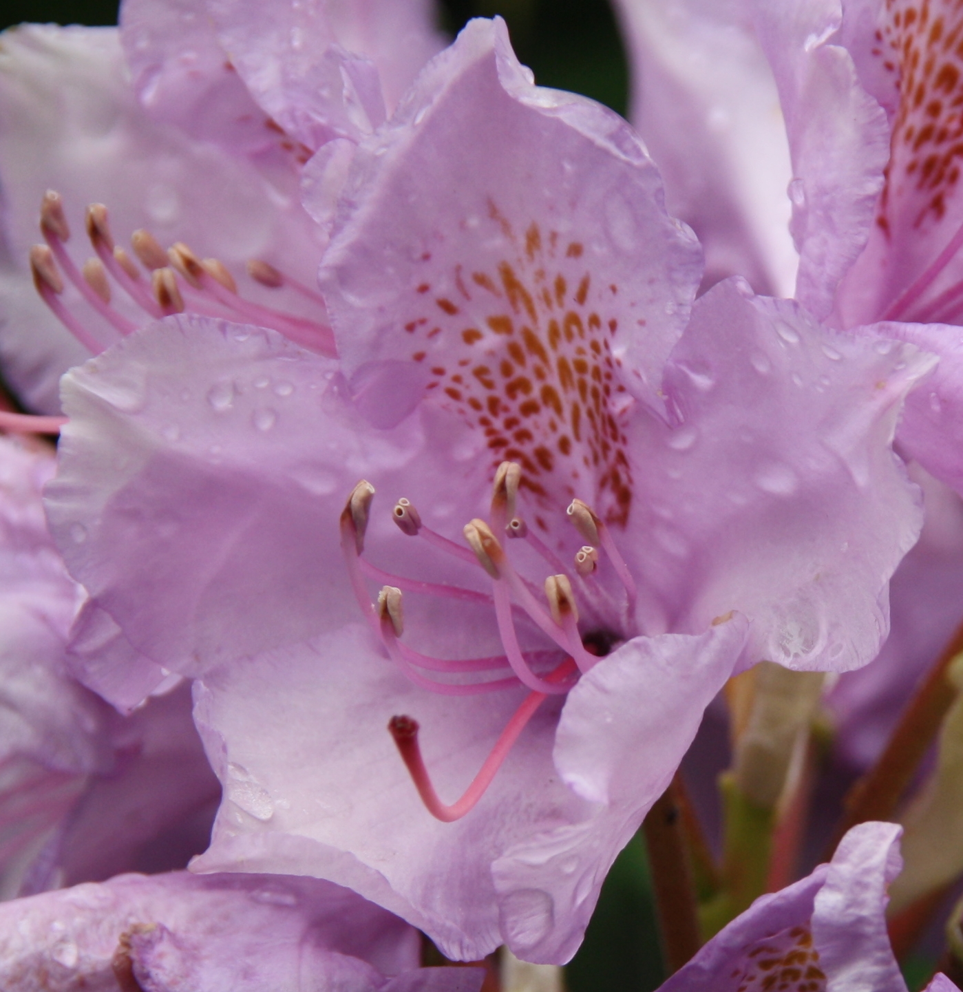 Rododendron 