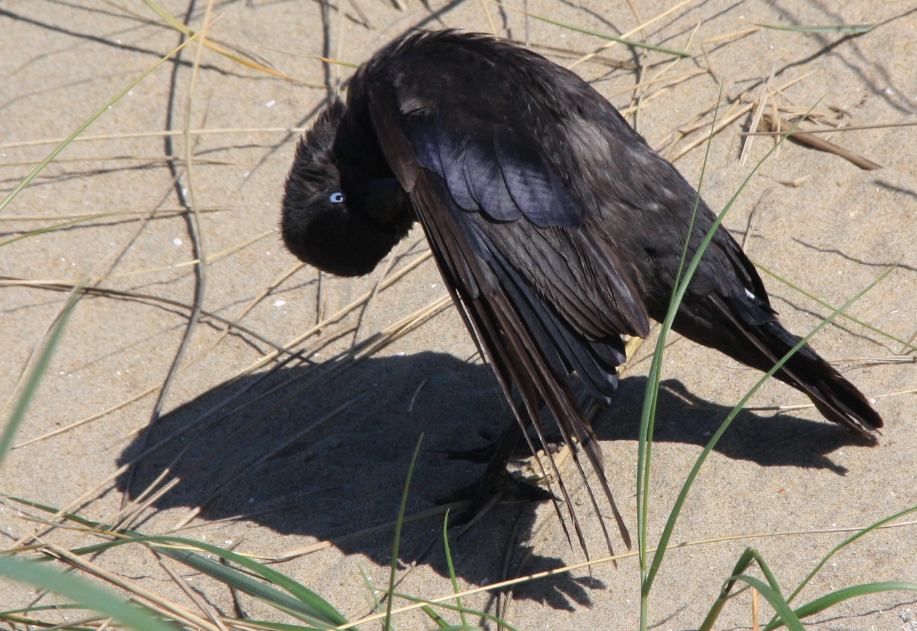 Kauwtje doet z'n pak goed