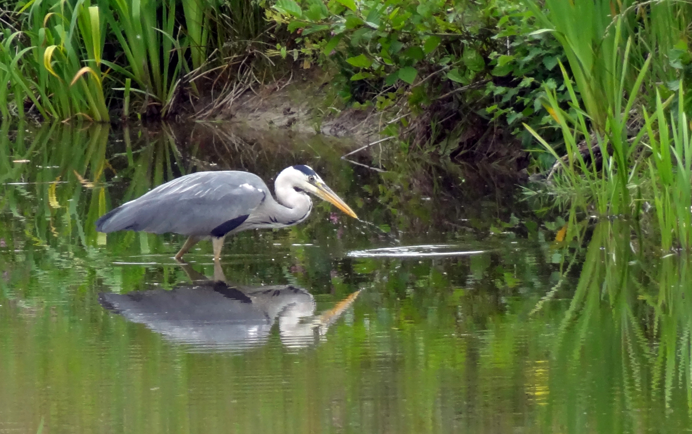 Reiger op jacht