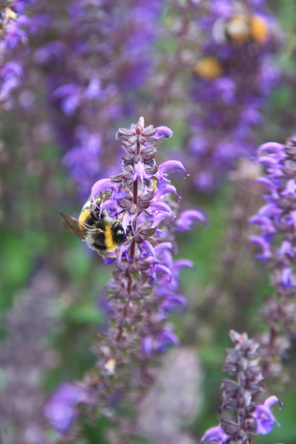 hommel in 't paars