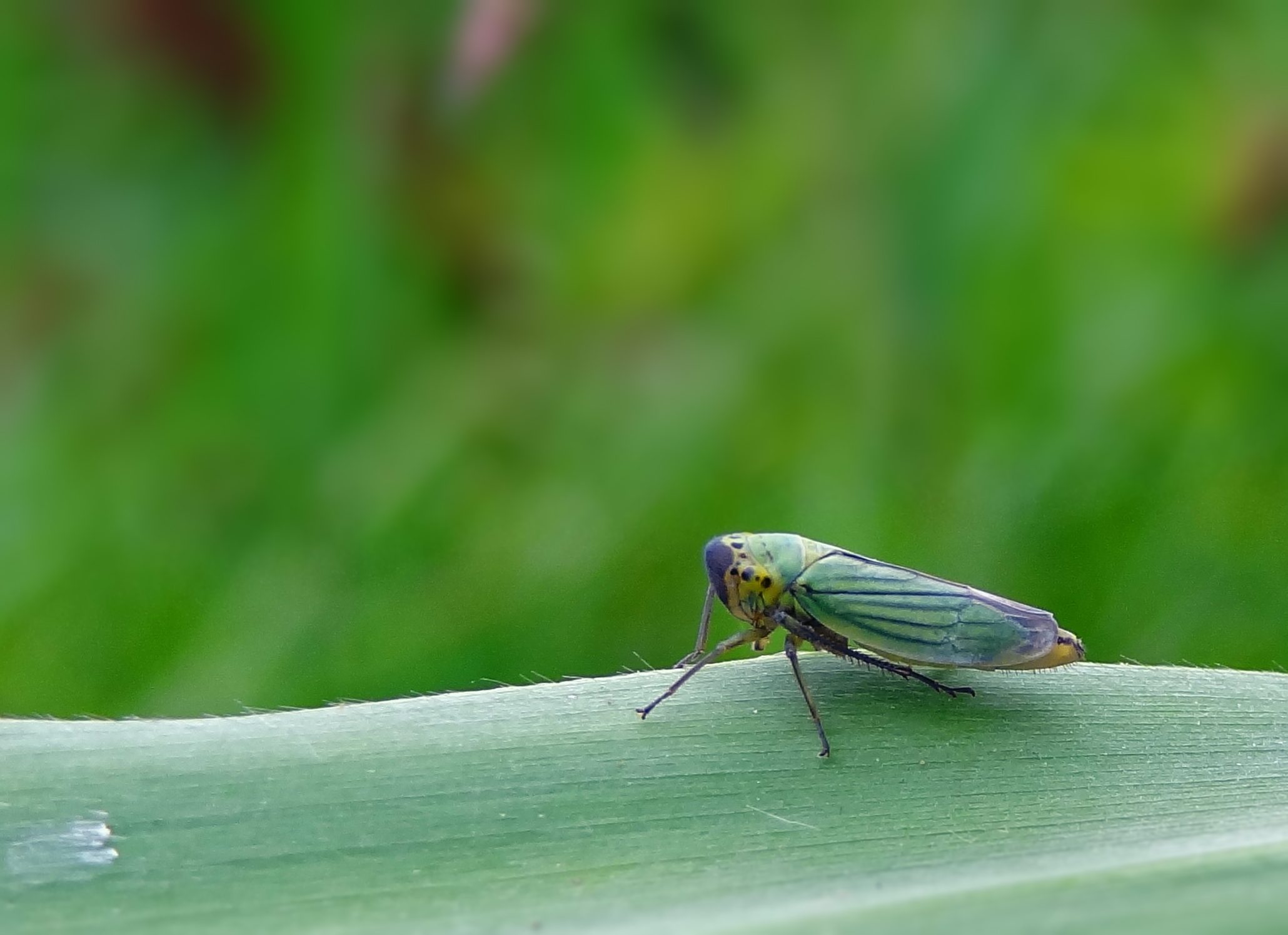 Groene cicade